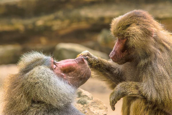 Hamadryas babuíno (Papio hamadryas) cuidando uns dos outros — Fotografia de Stock