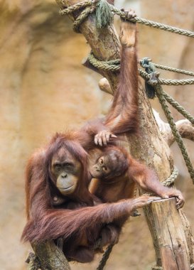 Bebek ile annesi Sumatra orangutan (pongo abelii)