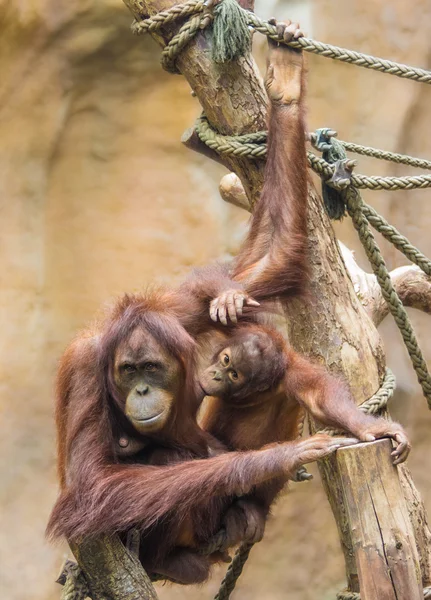 Mother sumatran orangutan (Pongo abelii) with her baby — Stock Photo, Image