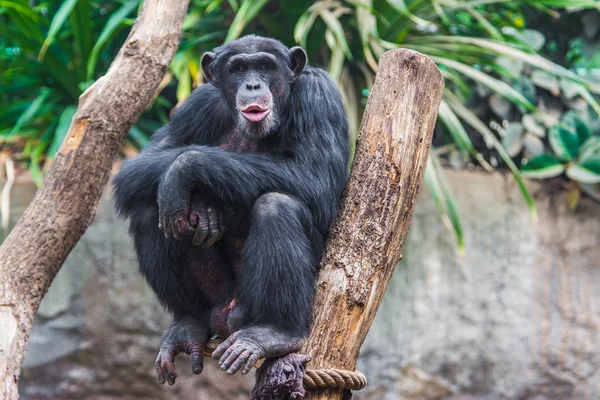 Chimpanzé ocidental — Fotografia de Stock