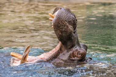 büyük çene ve diş gösteren su aygırı (su aygırı amphibius)