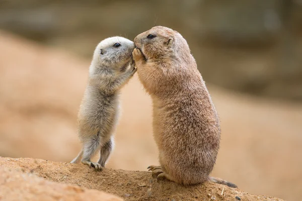 Perro adulto de la pradera (género cynomys) y un bebé compartiendo su foo — Foto de Stock