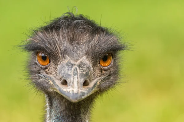 Ritratto di Emu australiano (Dromaius novaehollandiae ) — Foto Stock