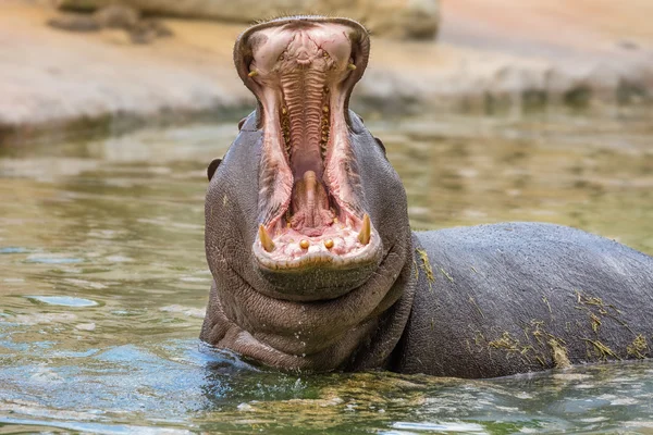 Hroch (hippopotamus amphibius) ukazující obrovské čelisti a zuby — Stock fotografie