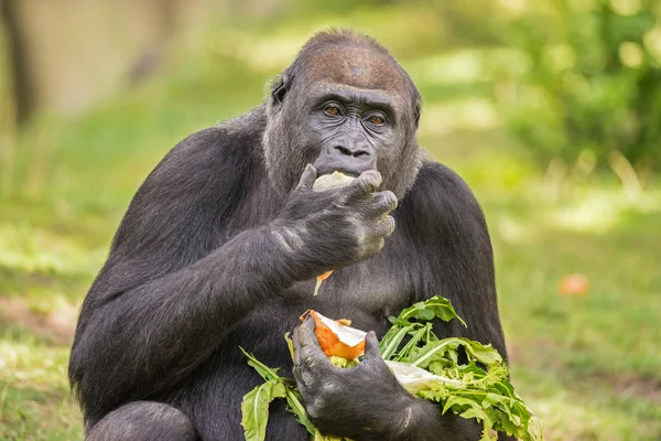 Gorilla eating vegetables — Stockfoto