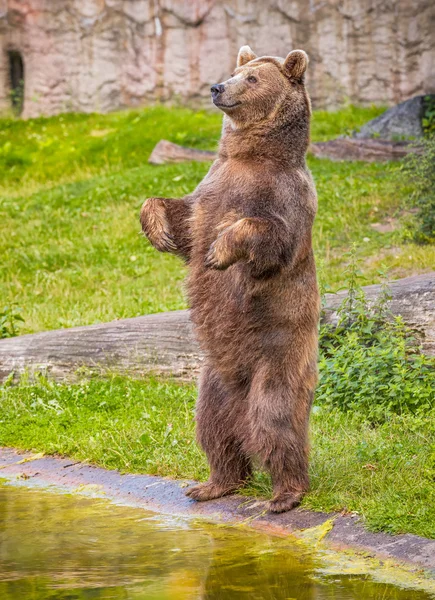 Hnědý medvěd stojící na zadních nohách — Stock fotografie