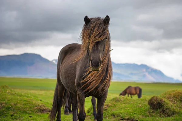 Icelandic horse in the scenic nature landscape of Iceland — Stock Photo, Image
