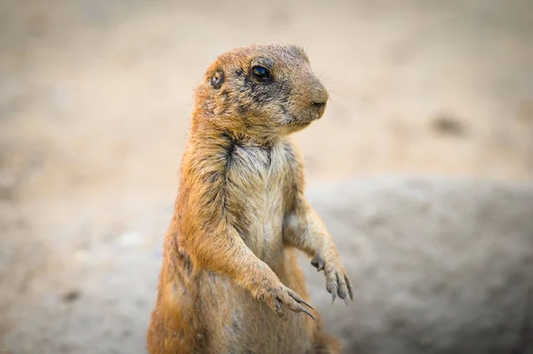 Portrait of a Prairie dog also known as genus cynomys — Stock Photo, Image