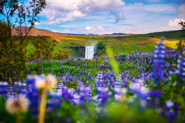 Skogafoss καταρράκτη στη νότια Ισλανδία με ανθισμένα λουλούδια στο προσκήνιο — Φωτογραφία Αρχείου