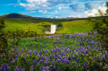 Güney İzlanda 'da Skogafoss şelalesi ön planda çiçek açan