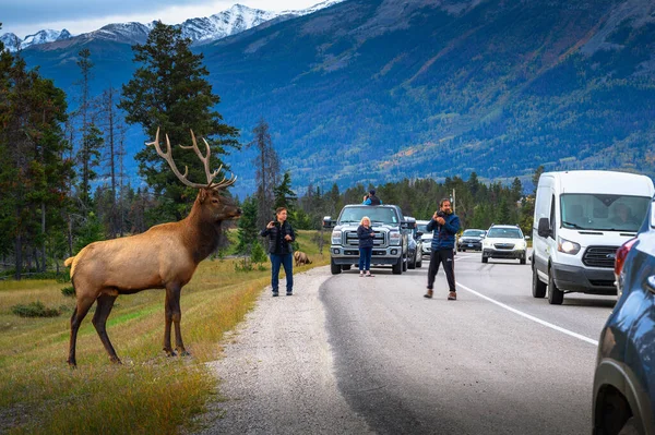 Jasper Alberta Canada September 2021 Toeristen Fotograferen Een Wild Hert — Stockfoto