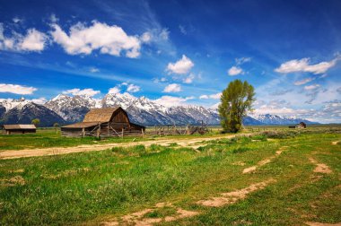 Historic John Moulton Barn at Mormon Row in Grand Teton National Park on a sunny summer day, with snowcapped Teton Mountain Range in the background.