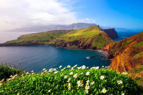 Ponta Sao Lourenco Peninsula Beautiful Flowers Foreground Madeira Islands Portugal — Stock Photo, Image