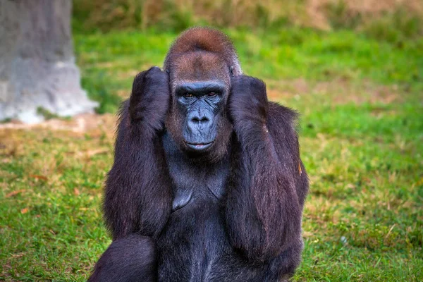 Portret Shot Van Een Grote Westelijke Laaglandgorilla — Stockfoto