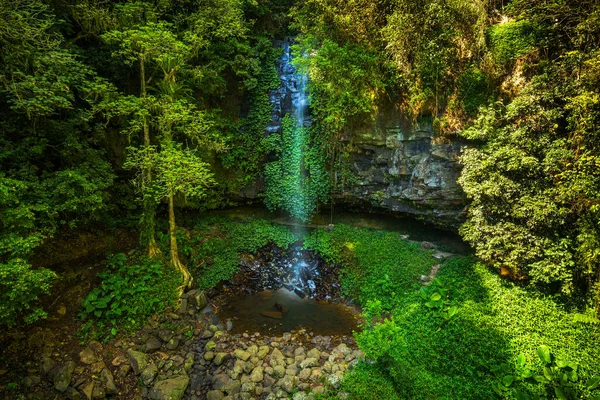 Crystal Falls Wonga Walk Rainforest Dorrigo National Park New South — Foto Stock