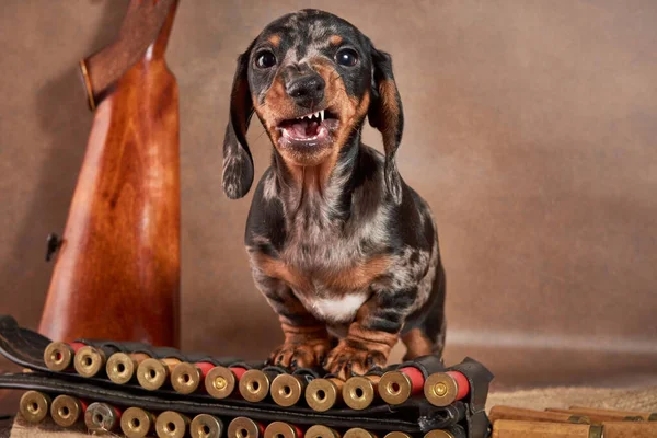 Küçük mermer renkli bir dachshund köpeği bir bandocunun yanında duruyor ve fişekler ve dişlerini sırıtıyor. Köpek avlama konsepti.