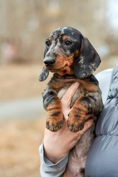Sahibi, sonbaharda parkta yürürken kollarında mermer renkli küçük bir köpek yavrusu tutuyor.