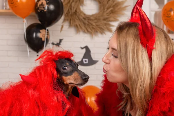 Dachshund köpeği cadı kılığında ve metresi olan bir köpek Cadılar Bayramı için evi dekore ediyor. Azizler Günü 'nü kutlamaya ve Jack' in Feneri 'ni yapmaya hazırlanıyorum..