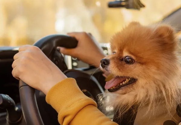 Sarı elbiseli bir kadın bir piknikte köpeğiyle birlikte bir sonbahar günü arabada oturuyor. Yol kavramı, özgürlük, dinlenme, seyahat