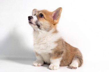Pembroke Welsh Corgi köpek yavrusu önünde oturuyor. Beyaz arka plan üzerinde izole