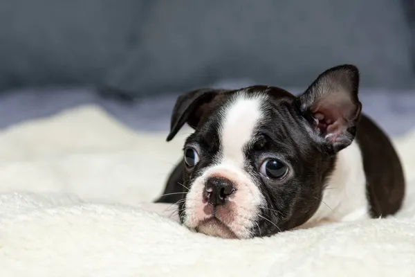 Retrato Lindo Cachorro Boston Terrier Dos Meses Edad Acostado Cama —  Fotos de Stock