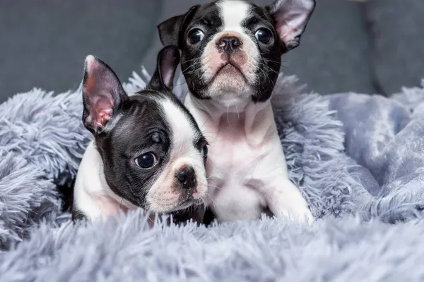 Ritratto Due Simpatici Cuccioli Boston Terrier Due Mesi Seduti Letto — Foto Stock