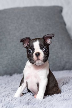 Yatakta oturan iki aylık Boston Terrier köpeğinin portresi.