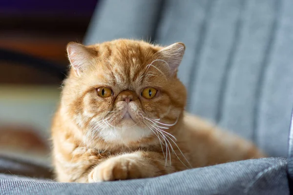 Un beau chat exotique à poil court de couleur rouge se trouve sur une chaise de maison. — Photo