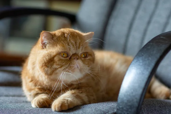 赤い色の美しいエキゾチックなショートヘアの猫は ホームチェアにあります 国内の設定でペルシャ猫の肖像画 — ストック写真