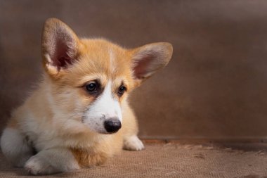 Büyüleyici üzgün köpek yavrusu Galler Corgi Pembroke yalan söylüyor ve karanlık bir arka planda kameraya bakıyor