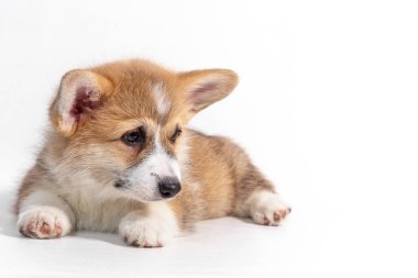 Yakışıklı yavru Galli Corgi Pembroke yalan söylüyor ve kameraya bakıyor. beyaz arkaplanda izole edilmiş