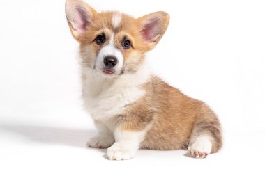 Önde oturan sevimli Pembroke Welsh Corgi yavrusu. beyaz arkaplanda izole