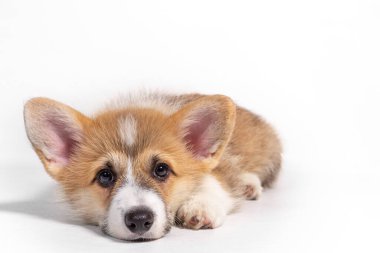 Yakışıklı yavru Galli Corgi Pembroke yalan söylüyor ve kameraya bakıyor. beyaz arkaplanda izole edilmiş