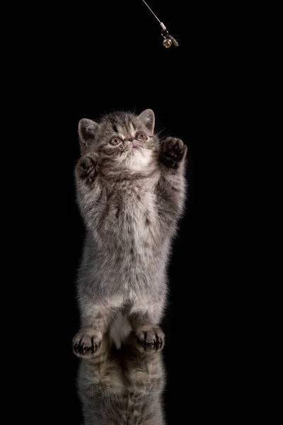 A brown exotic shorthair Persian kitten jumps on its hind legs on a dark background. — Photo