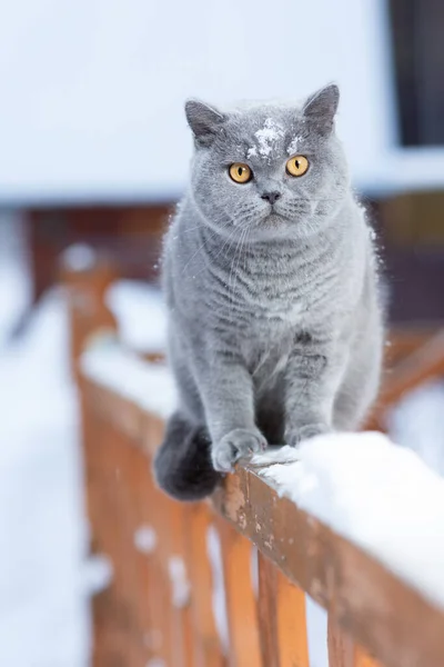 Un chat britannique gris est assis sur la rampe d'une maison de campagne à l'extérieur en hiver givré — Photo