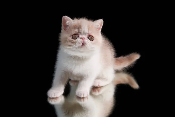 A cute red kitten of an exotic shorthair Persian breed sits on a dark background. The kitten is playing with its reflection — Φωτογραφία Αρχείου