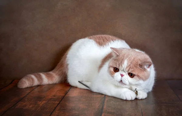 Μια όμορφη εξωτική γάτα Shorthair βρίσκεται στο καφέ φόντο του Studio. — Φωτογραφία Αρχείου
