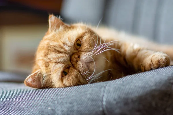 Un beau chat exotique à poil court de couleur rouge se trouve sur une chaise de maison. — Photo