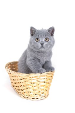 Hasır bir sepetin içindeki gri İngiliz kedi yavrusu yukarı bakıyor. Gri bir arkaplanda.