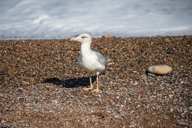 Bir martı deniz kıyısında yürür. Gelgit hattı. Deniz çakıl taşları.