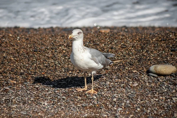 A seagull walks along the seashore. The tide line. Sea pebbles. Photo of a bird. Ornithology.