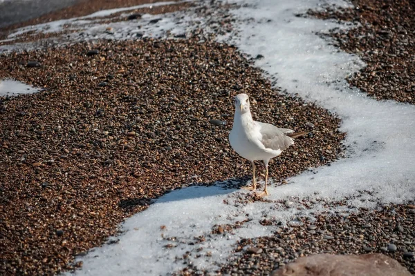 A seagull walks along the seashore. The tide line. Sea pebbles.