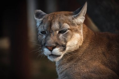 Hayvanat bahçesinde bir puma. Esaret altında vahşi bir kedi. Bir hayvanın portresi.