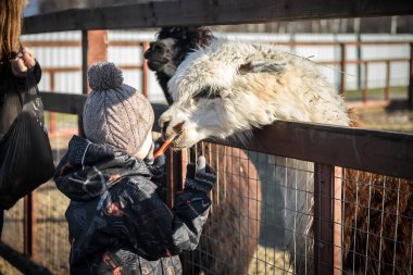 Bir çocuk hayvanat bahçesinde lama ve havuç besler. Temiz havada bir hayvanat bahçesi..