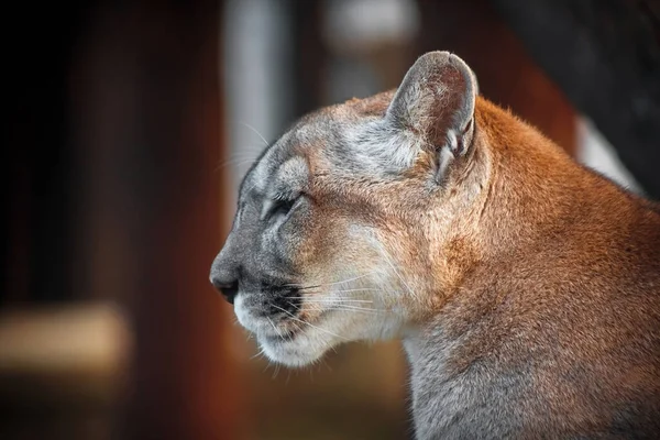 Couguar Zoo Chat Sauvage Captivité Portrait Animal — Photo