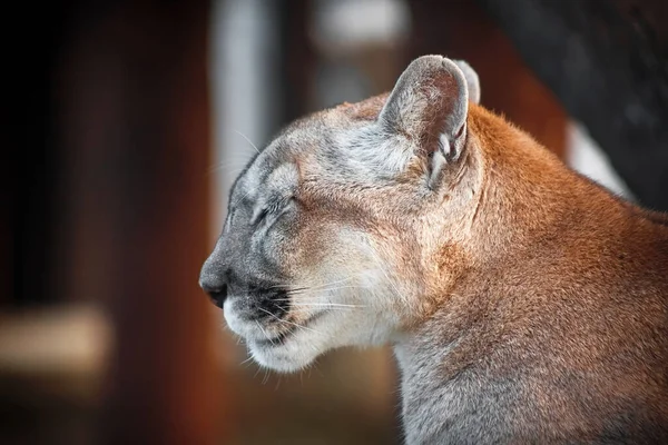 Puma Zoológico Gato Salvaje Cautiverio Retrato Animal — Foto de Stock