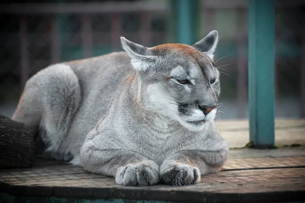 Puma Zoológico Gato Salvaje Cautiverio Retrato Animal — Foto de Stock