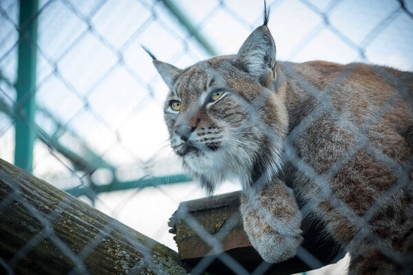 Lynx in the zoo. A wild cat in captivity. Portrait of an animal. Tassels on the ears.