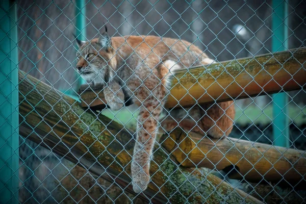 Lynx Zoológico Gato Selvagem Cativeiro Retrato Animal Rabiscos Nas Orelhas — Fotografia de Stock