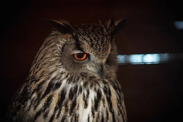 Grand Hibou Dans Zoo Oeil Orange Hibou Regard Prédateur — Photo